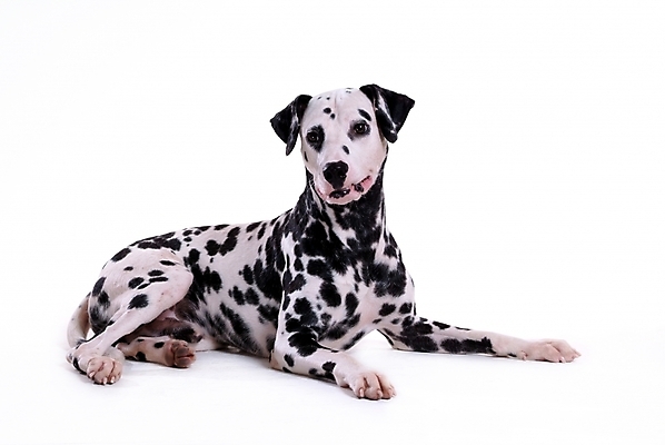 포토 JPG 스튜디오촬영 동물 척추동물 한마리 육지동물 반려견 포유류 사람없음 반려동물 개 강아지 달마시안 반려 국내포토 1 실내 파일형식