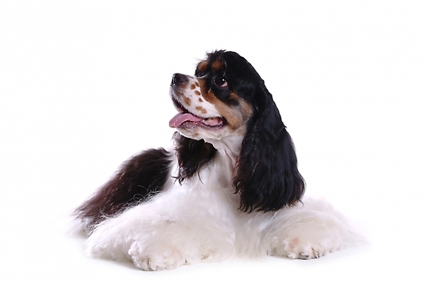 포토 JPG 스튜디오촬영 동물 척추동물 한마리 육지동물 반려견 포유류 사람없음 반려동물 코커스패니얼 개 강아지 아메리칸코커스패니얼 반려 국내포토 1 실내 스패니얼 파일형식