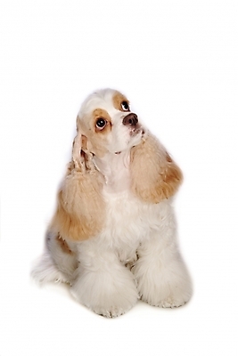 포토 JPG 스튜디오촬영 동물 척추동물 한마리 육지동물 반려견 포유류 사람없음 반려동물 코커스패니얼 개 강아지 반려 잉글리쉬코카서스페니얼 국내포토 1 실내 스패니얼 파일형식