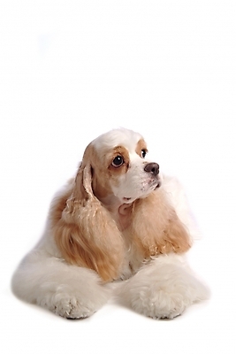 포토 JPG 스튜디오촬영 동물 척추동물 한마리 육지동물 반려견 포유류 사람없음 반려동물 코커스패니얼 개 강아지 반려 잉글리쉬코카서스페니얼 국내포토 1 실내 스패니얼 파일형식