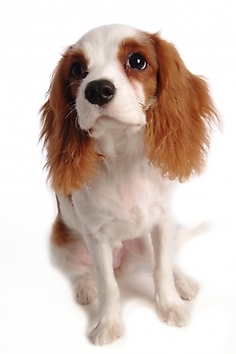 포토 JPG 스튜디오촬영 동물 척추동물 한마리 육지동물 반려견 포유류 사람없음 반려동물 코커스패니얼 스패니얼 개 강아지 아메리칸코커스패니얼 반려 국내포토 1 실내 파일형식