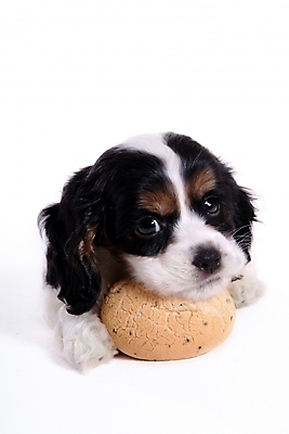 포토 JPG 스튜디오촬영 동물 척추동물 한마리 육지동물 반려견 빵 포유류 사람없음 반려동물 코커스패니얼 스패니얼 개 강아지 아메리칸코커스패니얼 반려 국내포토 1 음식 실내 파일형식