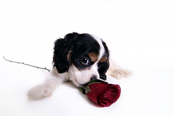 포토 JPG 스튜디오촬영 식물 동물 척추동물 한마리 육지동물 꽃 반려견 포유류 사람없음 반려동물 장미 코커스패니얼 스패니얼 개 강아지 아메리칸코커스패니얼 반려 국내포토 1 실내 파일형식