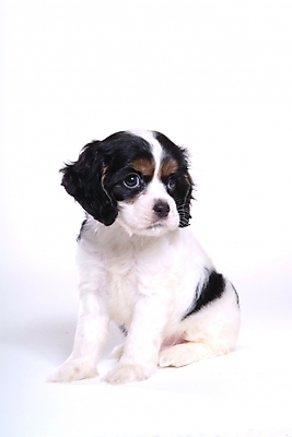 포토 JPG 스튜디오촬영 동물 척추동물 한마리 육지동물 반려견 포유류 사람없음 반려동물 코커스패니얼 스패니얼 개 강아지 아메리칸코커스패니얼 반려 국내포토 1 실내 파일형식