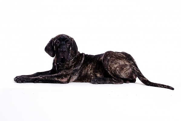 포토 JPG 스튜디오촬영 동물 척추동물 한마리 육지동물 반려견 포유류 사람없음 반려동물 개 강아지 브라질리안가드도그 맹견 반려 사냥견 국내포토 1 실내 파일형식