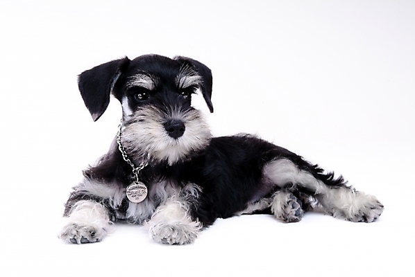 포토 JPG 스튜디오촬영 동물 척추동물 한마리 육지동물 반려견 목걸이 포유류 사람없음 반려동물 개 강아지 슈나우저 반려 국내포토 1 장신구 실내 파일형식