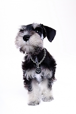 포토 JPG 스튜디오촬영 동물 척추동물 한마리 육지동물 반려견 목걸이 포유류 사람없음 반려동물 개 강아지 슈나우저 반려 국내포토 1 장신구 실내 파일형식