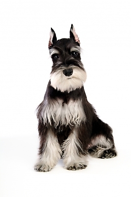 포토 JPG 스튜디오촬영 동물 척추동물 한마리 육지동물 반려견 포유류 사람없음 반려동물 개 강아지 슈나우저 반려 국내포토 1 실내 파일형식