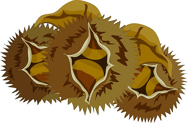 EPS 클립아트 식물 열매 과일 일러스트 사람없음 농작물 견과류 가을 밤 밤송이 국내일러스트 계절 농업 밤_견과류 파일형식 벡터