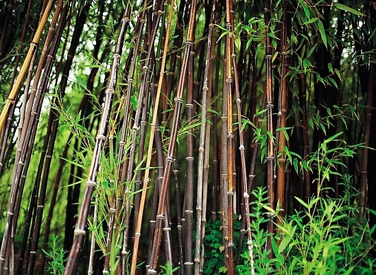 포토 JPG 주간 나무 식물 배경화면 백그라운드 자연 풍경 사람없음 야외 숲 대나무 죽 대나무숲 사군자 절개 국내포토 자연요소 음식 동양화 생태계 파일형식