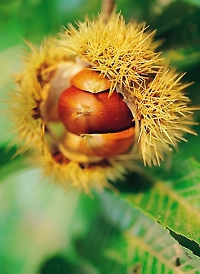 포토 JPG 식물 계절 명절 열매 한국 근접촬영 사람없음 야외 추석 견과류 가을 밤 밤송이 풍요 국내포토 전통 기념일 아시아 뷰포인트 컨셉 밤_견과류 파일형식