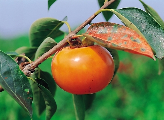 포토 JPG 나무 식물 웰빙 열매 과일 감 사람없음 야외 한개 주황색 가을 감나무 국내포토 1 계절 컬러 파일형식