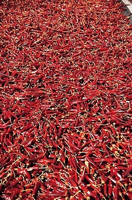 포토 JPG 식물 채소 식재료 고추 건조 사람없음 빨간색 양념 홍고추 추분 말린고추 국내포토 컬러 절기 파일형식