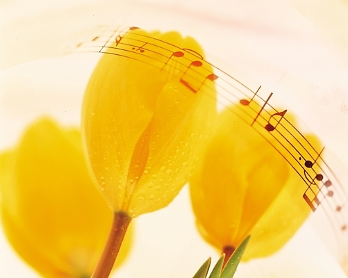 포토 JPG 식물 웰빙 계절 꽃 백그라운드 음표 봄꽃 자연 근접촬영 사람없음 노란색 튤립 악보 세송이 국내포토 기호 음악 뷰포인트 컬러 3 봄 생태계 파일형식