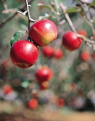 포토 JPG 주간 나무 식물 웰빙 열매 과일 매달리기 사람없음 야외 빨간색 사과 사과나무 국내포토 자연요소 컬러 모션 파일형식