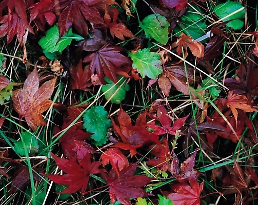 포토 JPG 식물 사계절 계절 백그라운드 단풍 낙엽 잎 자연 나뭇잎 사람없음 가을 국내포토 생태계 파일형식