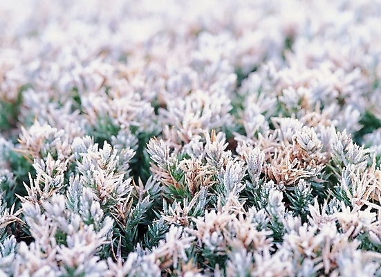 포토 JPG 나무 식물 사계절 계절 배경화면 백그라운드 겨울 자연 날씨 나뭇잎 풍경 근접촬영 사람없음 숲 서리 국내포토 뷰포인트 잎 생태계 파일형식