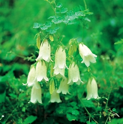 포토 JPG 주간 식물 꽃 여러송이 여름꽃 자연 사람없음 야외 들꽃 흰색 물방울 이슬 초롱꽃 섬초롱꽃 국내포토 자연요소 컬러 다수 생태계 파일형식 여름_계절