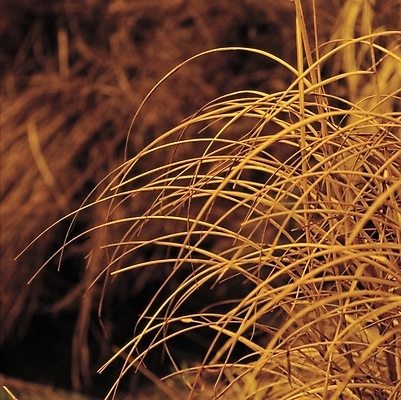 포토 JPG 주간 식물 곡류 풍경 초원 사람없음 야외 가을 풀 잡초 마른풀 국내포토 자연요소 계절 파일형식