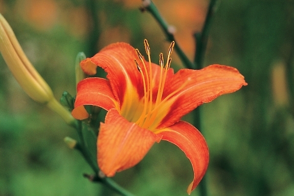 포토 JPG 주간 식물 꽃 한송이 여름꽃 자연 사람없음 야외 주황색 백합 원추리 국내포토 자연요소 1 컬러 생태계 나물 송이 파일형식 여름_계절
