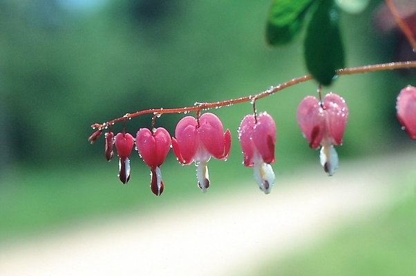 포토 JPG 주간 식물 꽃 분홍색 여러송이 봄꽃 자연 사람없음 야외 물방울 이슬 금낭화 국내포토 자연요소 컬러 다수 봄 생태계 파일형식