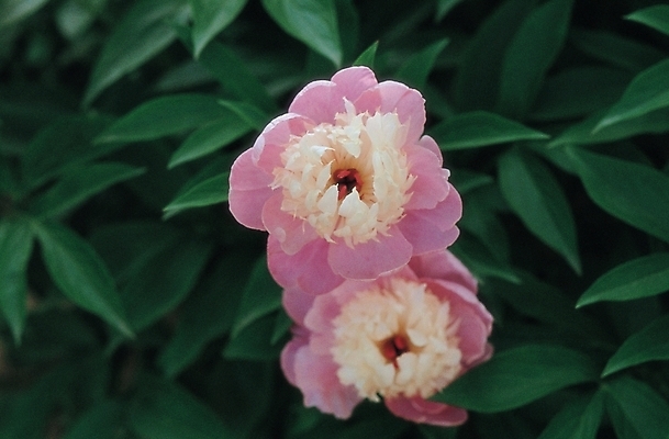 포토 JPG 주간 식물 꽃 잎 봄꽃 자연 사람없음 야외 컬러풀 두송이 모란 목단 국내포토 자연요소 컬러 2 봄 생태계 파일형식