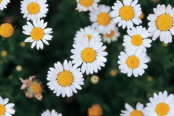 포토 JPG 주간 식물 꽃 여러송이 자연 사람없음 야외 노란색 들꽃 흰색 겨울꽃 마거리트 국내포토 자연요소 컬러 다수 겨울 생태계 파일형식