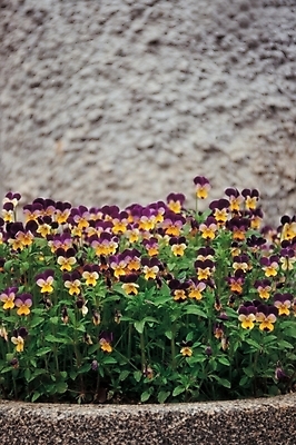 포토 JPG 주간 식물 꽃 여러송이 자연 사람없음 야외 컬러풀 돌_바위 화단 비올라 국내포토 자연요소 컬러 다수 생태계 파일형식 찰현악기