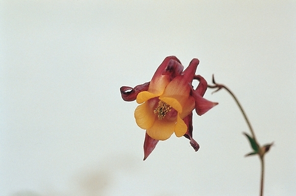 포토 JPG 식물 꽃 화초 한송이 봄꽃 자연 실내 사람없음 매발톱꽃 국내포토 1 내부 봄 생태계 송이 파일형식