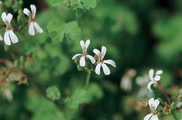 포토 JPG 주간 식물 꽃 여러송이 자연 사람없음 야외 흰색 허브 허브꽃 국내포토 자연요소 컬러 다수 생태계 파일형식