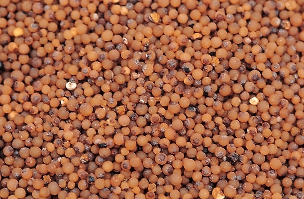 포토 JPG 식물 열매 음식 백그라운드 실내 씨앗 사람없음 농작물 주황색 종 맥문동 국내포토 컬러 농업 내부 파일형식