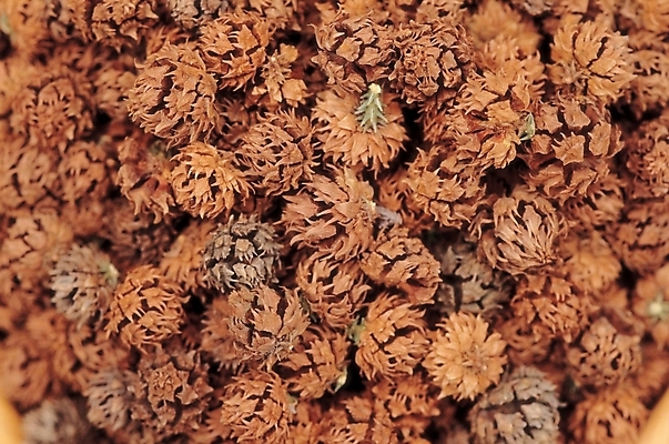 포토 JPG 식물 열매 음식 백그라운드 실내 씨앗 사람없음 농작물 갈색 종 삼나무종자 국내포토 컬러 농업 내부 파일형식