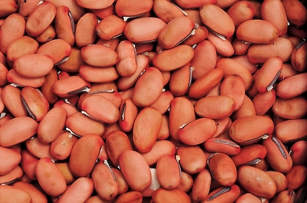 포토 JPG 식물 열매 음식 백그라운드 식재료 콩 곡류 실내 씨앗 근접촬영 사람없음 농작물 갈색 종 작두콩 국내포토 뷰포인트 컬러 농업 내부 파일형식