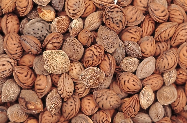 포토 JPG 식물 열매 백그라운드 무늬 패턴 실내 근접촬영 사람없음 농작물 종 살구나무종자 살구씨 국내포토 뷰포인트 농업 씨앗 내부 살구 파일형식