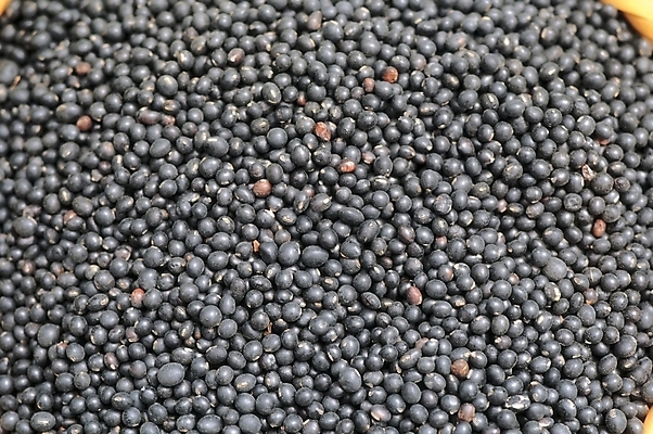 포토 JPG 식물 열매 음식 백그라운드 식재료 콩 곡류 실내 씨앗 사람없음 농작물 검은색 종 검은콩 검정콩 국내포토 컬러 농업 내부 파일형식