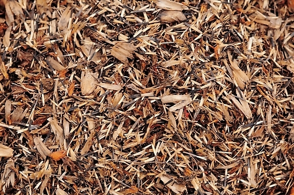 포토 JPG 식물 열매 백그라운드 자연 실내 씨앗 근접촬영 사람없음 종 금잔화 금잔화씨앗 국내포토 꽃 뷰포인트 내부 생태계 파일형식