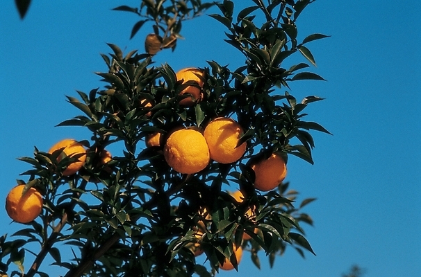 포토 JPG 주간 나무 식물 열매 과일 나뭇잎 사람없음 야외 농작물 나뭇가지 유자 유자나무 국내포토 자연요소 잎 농업 파일형식