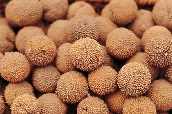 포토 JPG 식물 열매 음식 백그라운드 실내 씨앗 근접촬영 사람없음 농작물 종 플라타너스 국내포토 나무 뷰포인트 농업 내부 파일형식