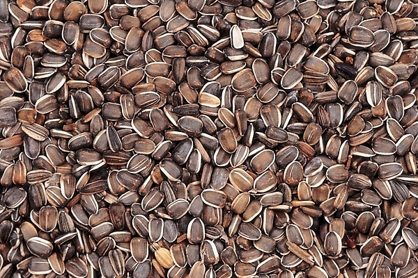 포토 JPG 식물 열매 음식 백그라운드 실내 씨앗 근접촬영 사람없음 농작물 종 해바라기씨 국내포토 뷰포인트 농업 내부 파일형식