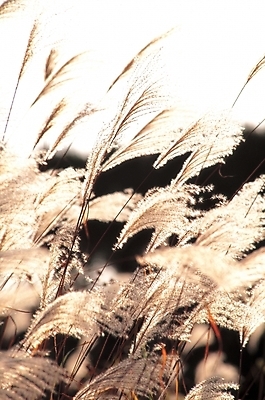 포토 JPG 주간 식물 사계절 계절 자연 갈대 풍경 사람없음 야외 가을풍경 가을 풀 갈대밭 여러해살이풀 국내포토 자연요소 풀_식물 생태계 파일형식 가을_계절 갈대_식물