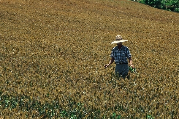 포토 JPG 주간 직업 남자 산업 밭 농업 곡류 한명 사람 풍경 20대 성인 야외 농사 수확 농촌 농부 밀 밀밭 밀수확 남자만 남자한명만 성인남자만 청년만 청년남자만 청년남자한명만 성인한명만 성인남자한명만 성인만 국내포토 자연요소 1 청년 시골 파일형식