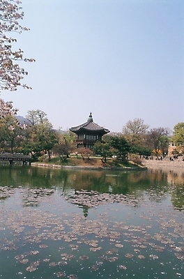 포토 JPG 주간 한국문화 한국전통 시설물 건축 고건축 한국건축 유적지 자연 한국 풍경 사람없음 야외 동양건축 궁전 문화재 연못 경복궁 사적지 팔각정 향원정 국내포토 자연요소 동양문화 전통 건축물 아시아 생태계 정자_건축물 누각 파일형식 동양