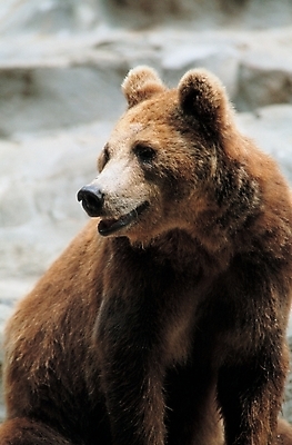 포토 JPG 주간 동물 척추동물 한마리 육지동물 야생동물 곰 포유류 사람없음 야외 불곰 국내포토 자연요소 1 파일형식