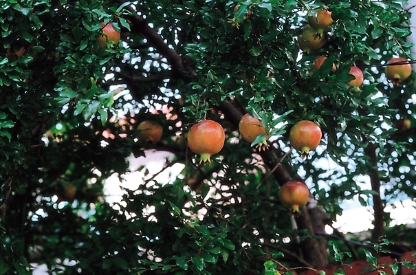 포토 JPG 주간 나무 식물 열매 과일 사람없음 야외 농작물 나뭇가지 석류 석류나무 국내포토 자연요소 농업 파일형식