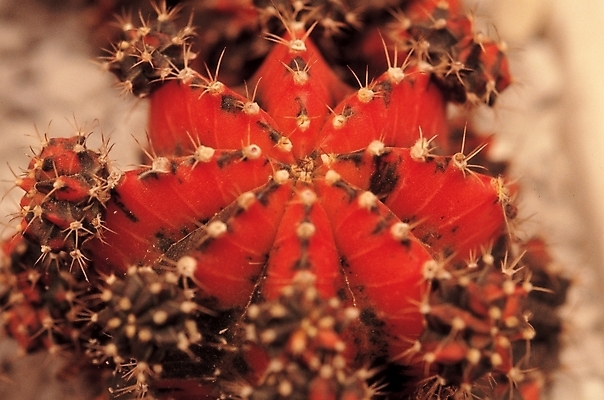 포토 JPG 식물 선인장 실내 근접촬영 사람없음 빨간색 가시 선인장꽃 관상식물 국내포토 꽃 뷰포인트 컬러 내부 파일형식