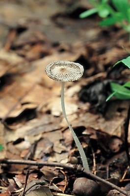 포토 JPG 주간 식물 낙엽 한송이 채소 나뭇잎 바닥 사람없음 야외 버섯 나뭇가지 유기농 좀밀먹물버섯 국내포토 자연요소 나무 1 웰빙 잎 송이 파일형식