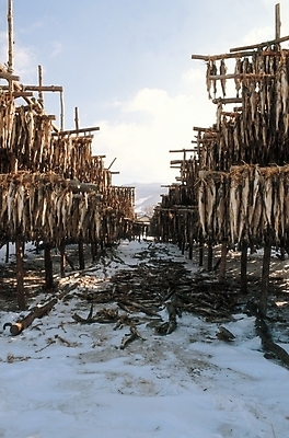 포토 JPG 주간 계절 겨울 식재료 자연 하늘 건조 어류 어업 풍경 사람없음 야외 눈 명태 어촌 황태 국내포토 자연요소 산업 날씨 수중동물 시골 생태_생선 생태계 파일형식