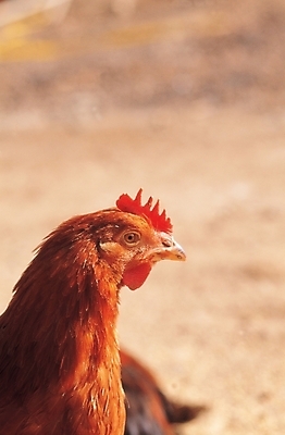 포토 JPG 주간 동물 척추동물 한마리 조류 사람없음 야외 가축 닭 닭벼슬 국내포토 자연요소 1 파일형식