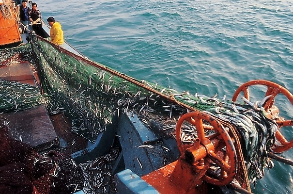 포토 JPG 주간 남자 산업 바다 교통 수상교통 어류 어업 사람 풍경 야외 작업 그물 어선 어부 고깃배 선박 남자만 국내포토 자연요소 직업 교통수단 배_교통 수중동물 파일형식