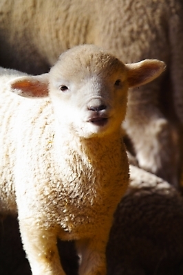 포토 JPG 주간 동물 척추동물 육지동물 새끼 두마리 포유류 실내 사람없음 가축 목장 양 볏짚 축산업 축사 양떼 국내포토 자연요소 건축물 산업 2 내부 짚 파일형식